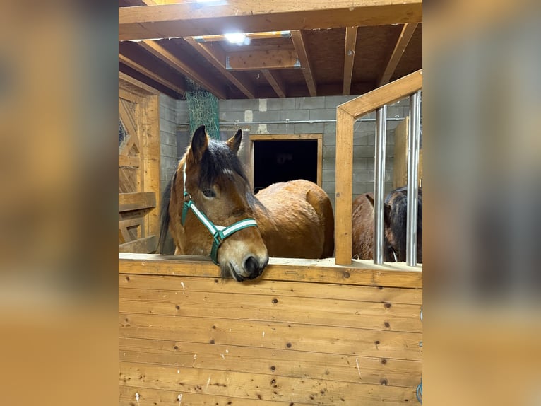 Ardennese Castrone 2 Anni 160 cm Baio in Daleiden