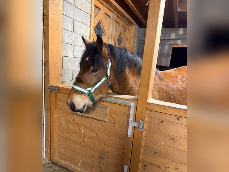 Ardennese Castrone 2 Anni 160 cm Baio in Daleiden