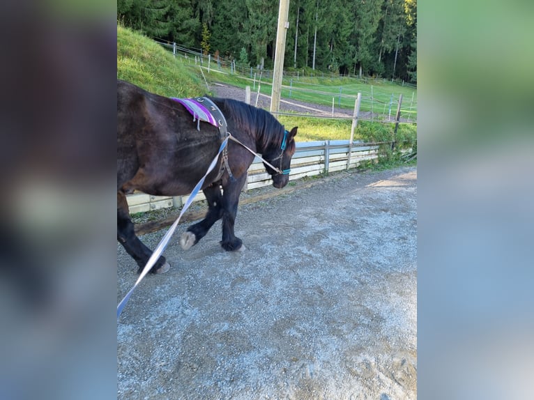 Ardennese Castrone 4 Anni 160 cm Morello in Schramberg