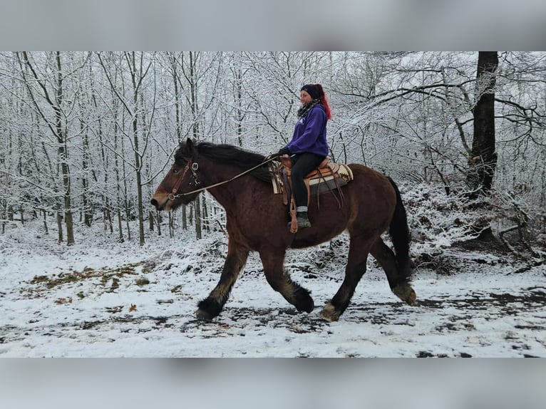 Ardennese Castrone 7 Anni 170 cm Baio in Linkenbach