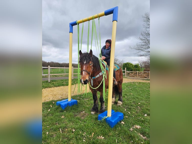 Ardennese Castrone 7 Anni 170 cm Baio in Linkenbach