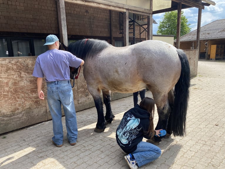 Ardennese Castrone 8 Anni 172 cm Falbo baio in Sulzbachtal