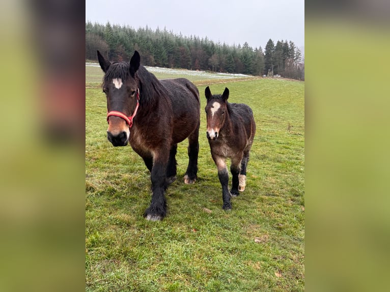 Ardennese Giumenta 13 Anni 160 cm Baio in Daleiden