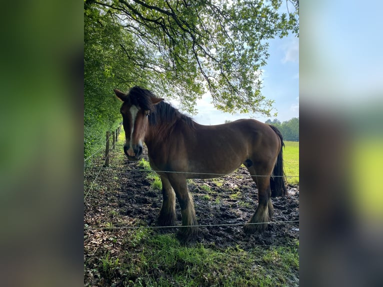 Ardennese Giumenta 14 Anni Baio in Rochefort