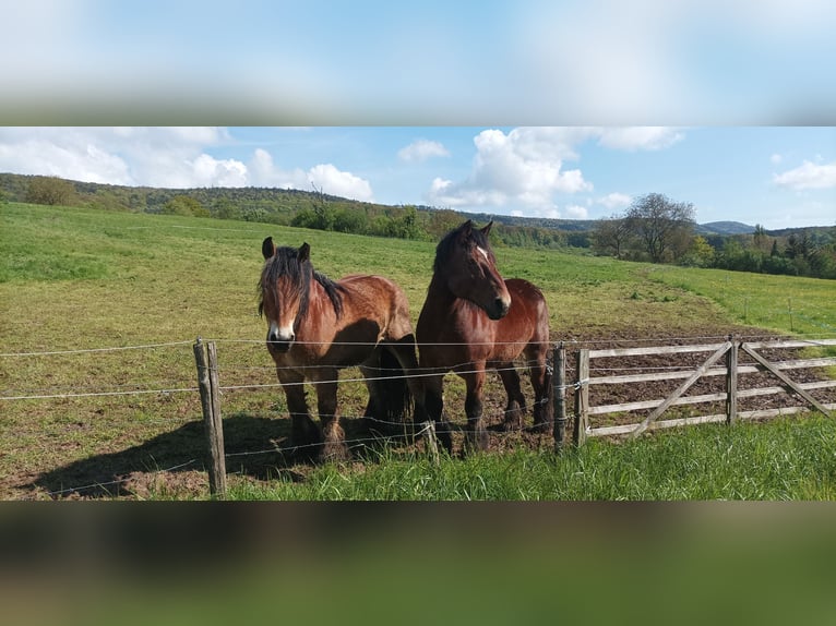 Ardennese Giumenta 15 Anni Baio in Betschdorf