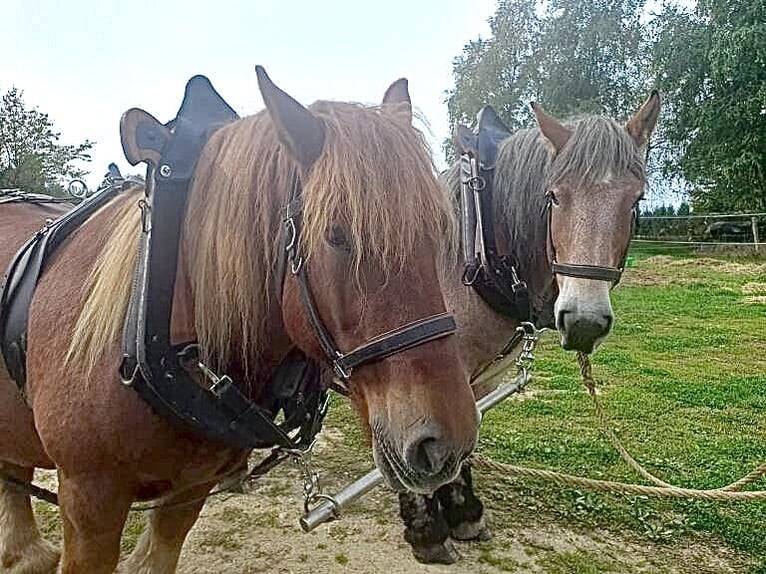 Ardennese Giumenta 16 Anni 164 cm Baio scuro in Sembadel