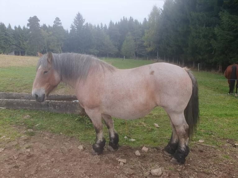 Ardennese Giumenta 16 Anni 164 cm Baio scuro in Sembadel