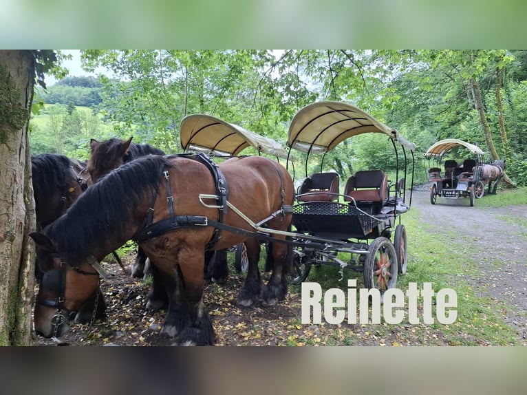 Ardennese Giumenta 17 Anni 160 cm Baio in Rochehaut