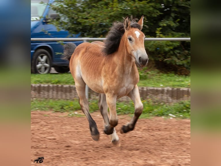 Ardennese Giumenta 2 Anni 159 cm Baio in Hayingen