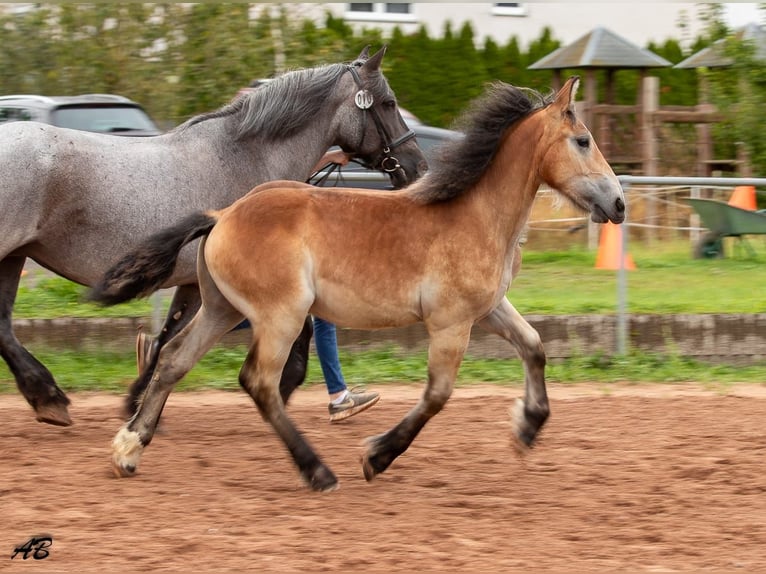 Ardennese Giumenta 2 Anni 159 cm Baio in Hayingen