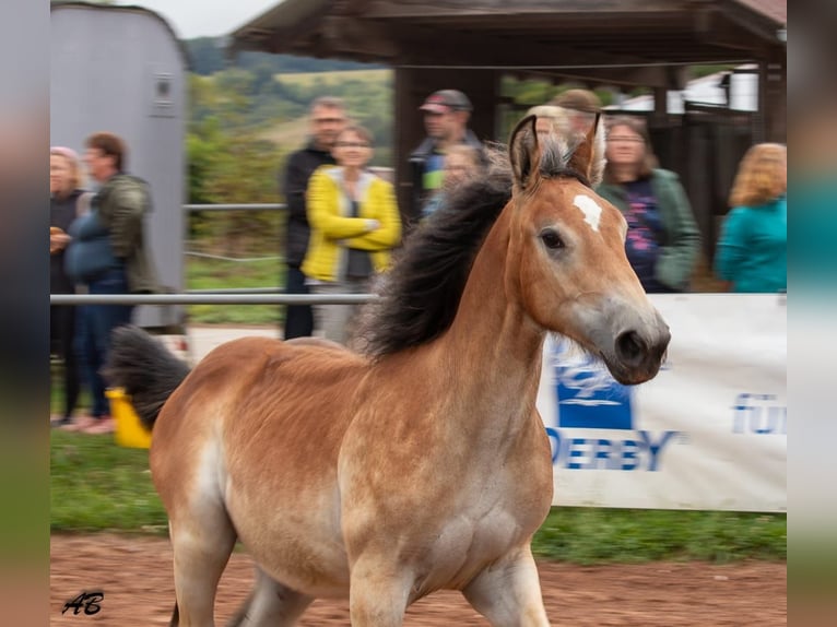Ardennese Giumenta 2 Anni 159 cm Baio in Hayingen