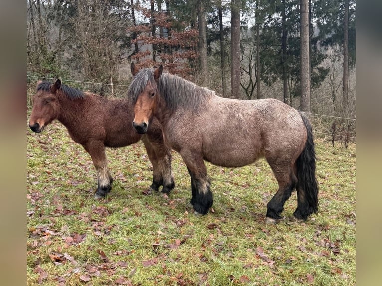 Ardennese Giumenta 4 Anni 153 cm  in Daleiden