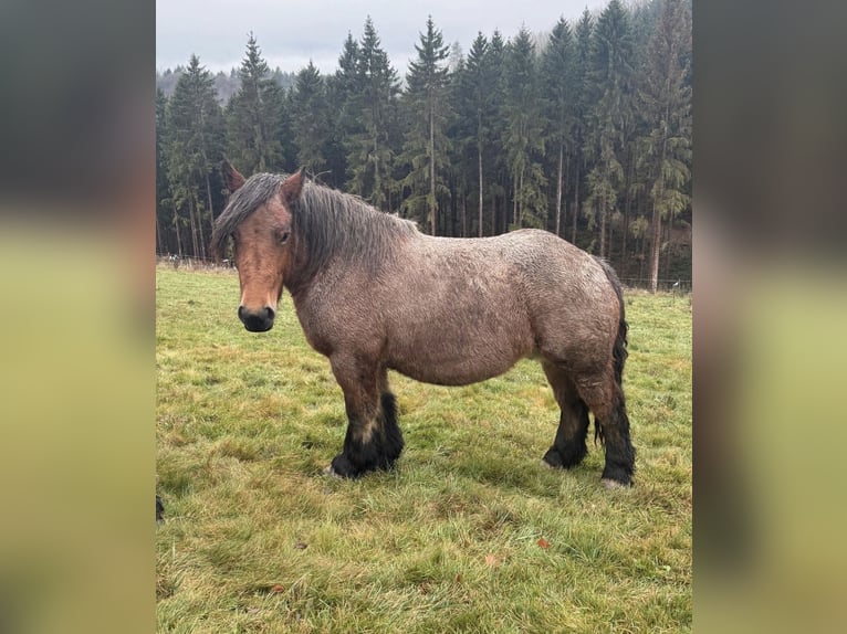 Ardennese Giumenta 4 Anni 153 cm  in Daleiden