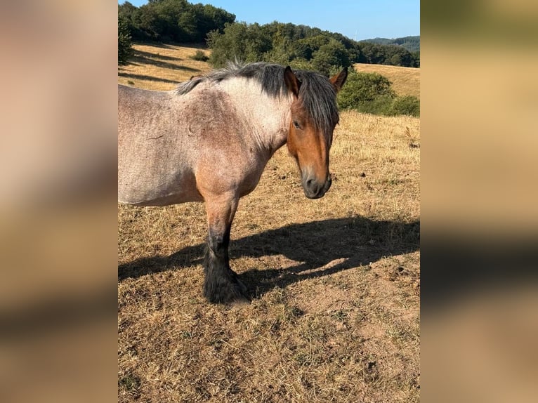 Ardennese Giumenta 4 Anni 153 cm Falbo baio in Daleiden