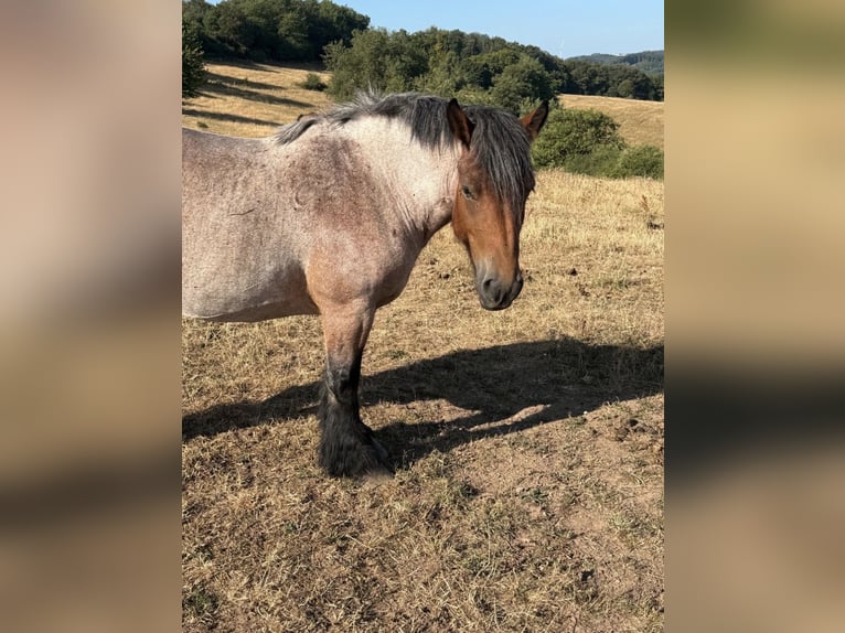 Ardennese Giumenta 4 Anni 153 cm Falbo baio in Daleiden