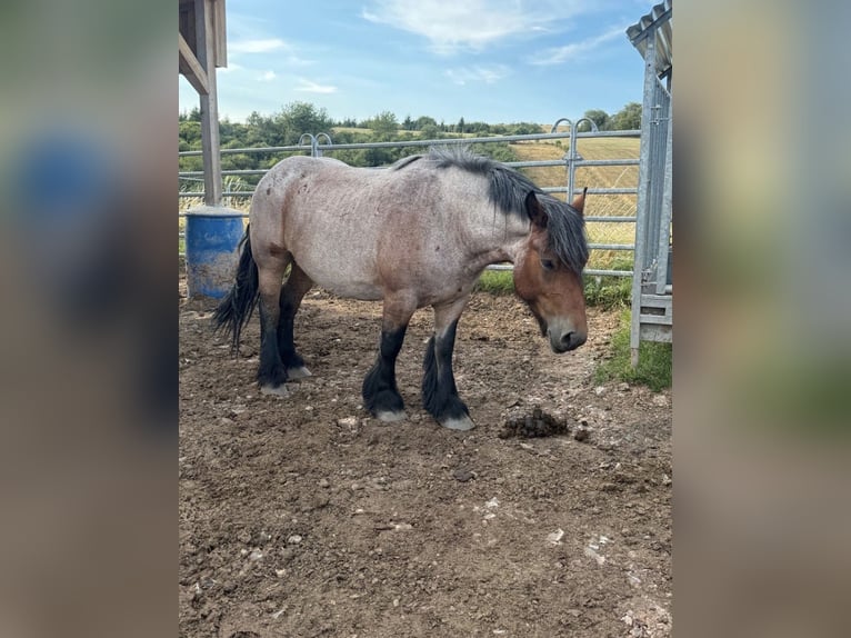 Ardennese Giumenta 4 Anni 153 cm Falbo baio in Daleiden