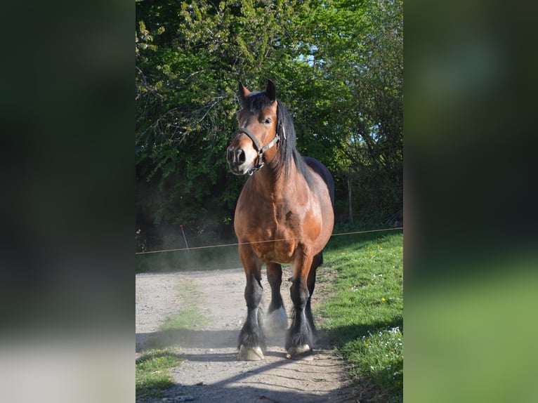 Ardennese Giumenta 4 Anni 160 cm Baio in Kuborn