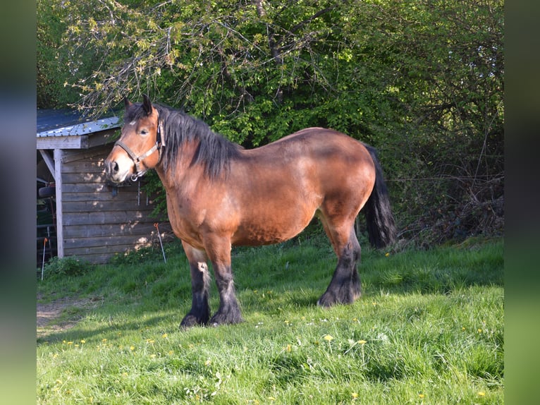 Ardennese Giumenta 4 Anni 160 cm Baio in Kuborn