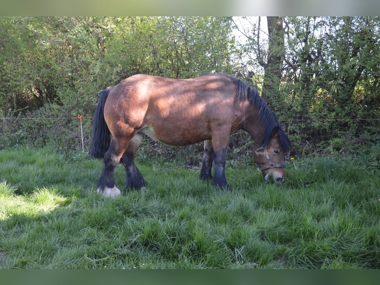 Ardennese Giumenta 4 Anni 160 cm Baio in Kuborn