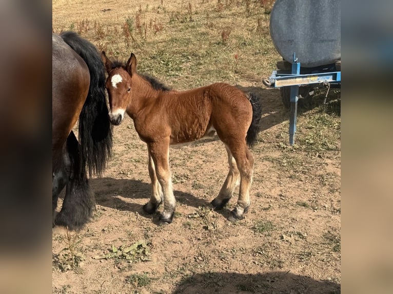 Ardennese Giumenta Puledri (01/2026) 158 cm  in Daleiden
