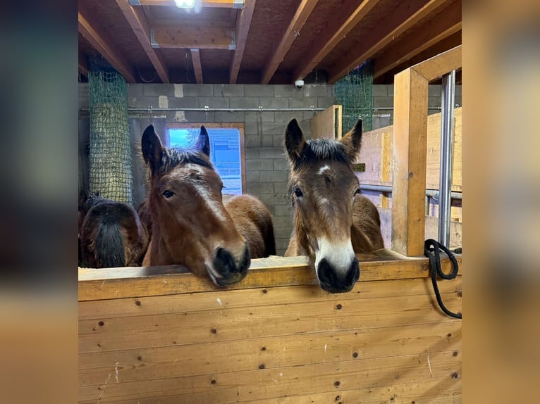 Ardennese Stallone 1 Anno 155 cm Baio in Daleiden