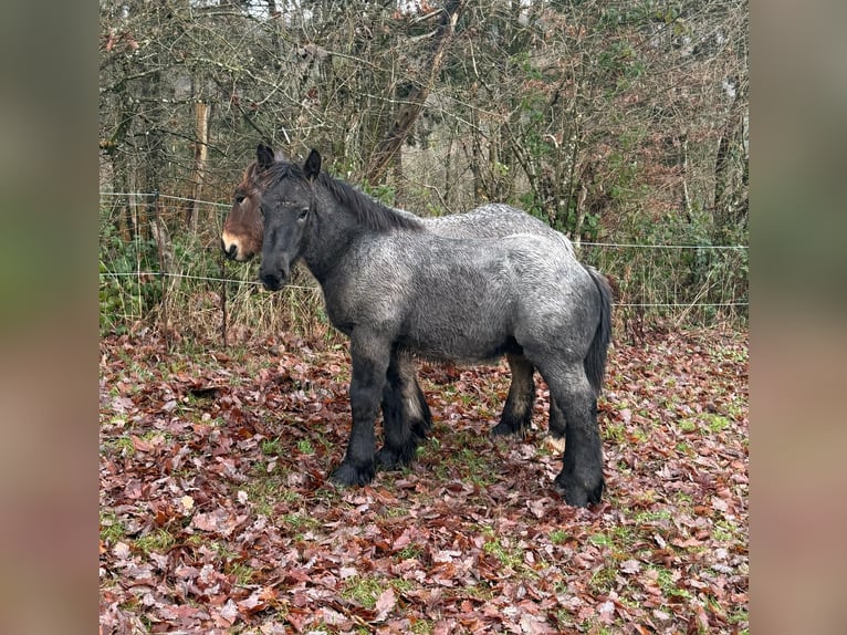 Ardennese Stallone Puledri (04/2025) 153 cm Roano blu in Daleiden