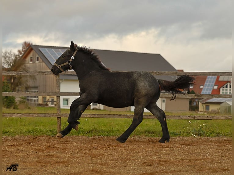 Ardennese Stallone Puledri (04/2025) 157 cm Leardo in Pfronstetten