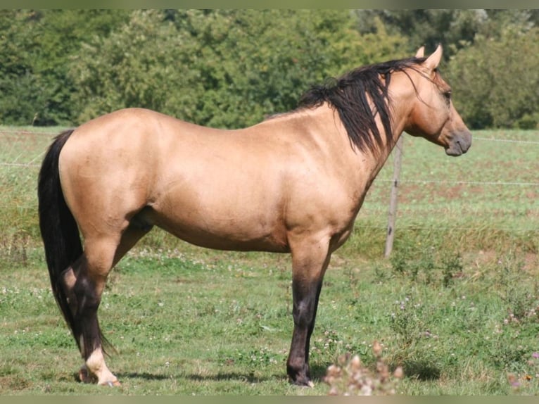 ARI Mustang (amerikansk) Hingst Gulbrun in Maxsain