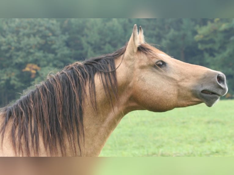 ARI Mustang (canadees) Hengst Buckskin in Maxsain