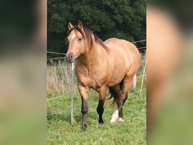 ARI Mustang (canadees) Hengst Buckskin in Maxsain