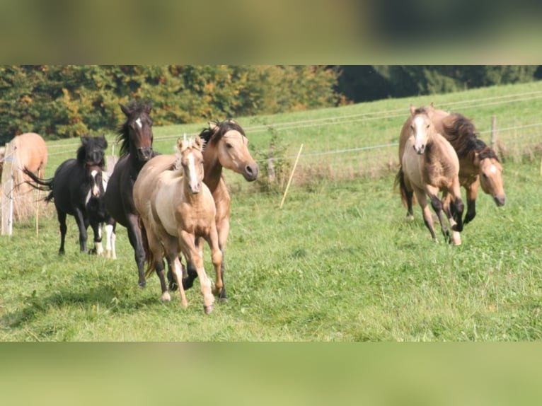 ARI Mustang (canadese) Stallone Pelle di daino in Maxsain