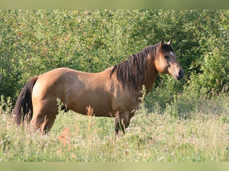 ARI Mustang (canadese) Stallone Pelle di daino in Maxsain