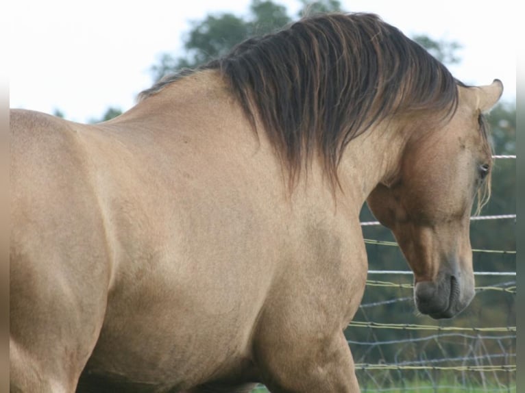 ARI Mustang (canadese) Stallone Pelle di daino in Maxsain