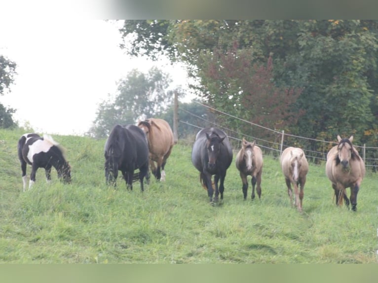 ARI Mustang (canadese) Stallone Pelle di daino in Maxsain