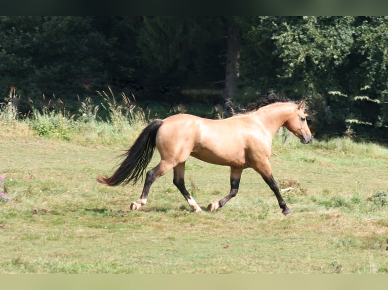 ARI Mustang Deckhengst Mustang (canadese) Stallone Pelle di daino in Maxsain