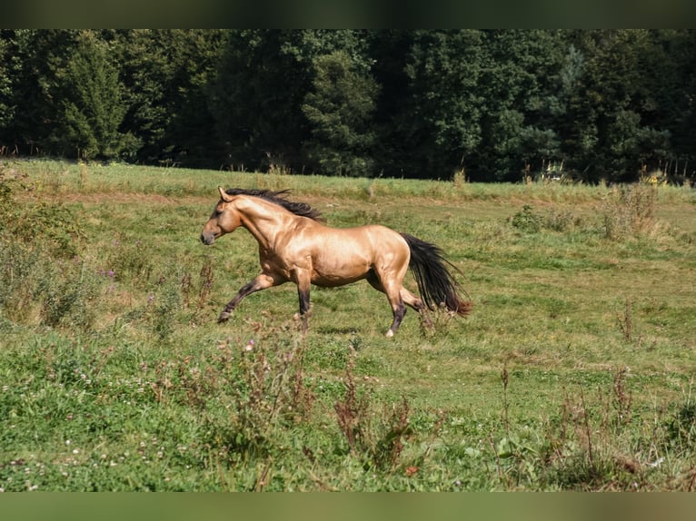 ARI Mustang Deckhengst Mustang (canadese) Stallone Pelle di daino in Maxsain