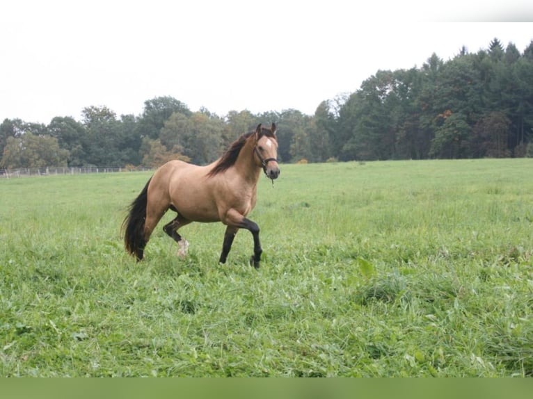 ARI Mustang Deckhengst Mustang (canadese) Stallone Pelle di daino in Maxsain