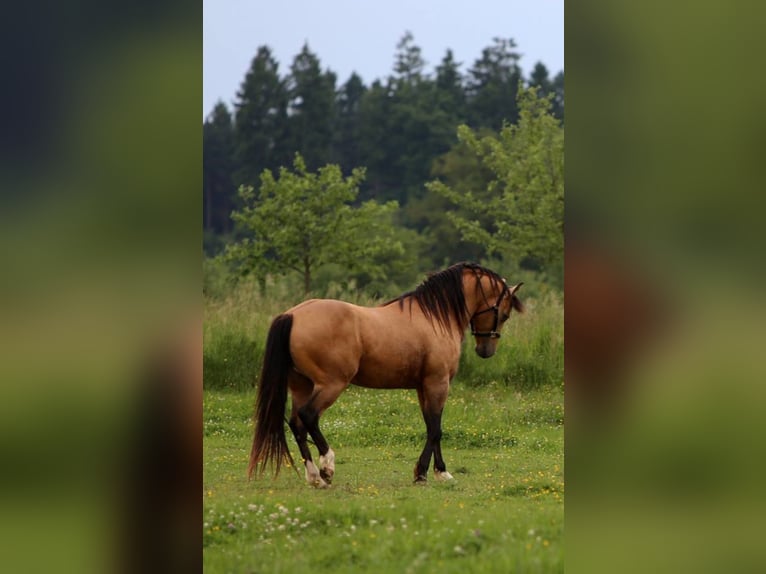 ARI Mustang Deckhengst Mustang (canadien) Étalon Buckskin in Maxsain