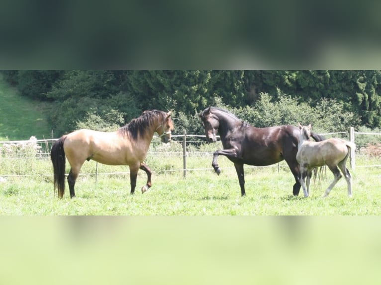ARI Mustang Deckhengst Mustang (kanadisch) Hengst Buckskin in Maxsain