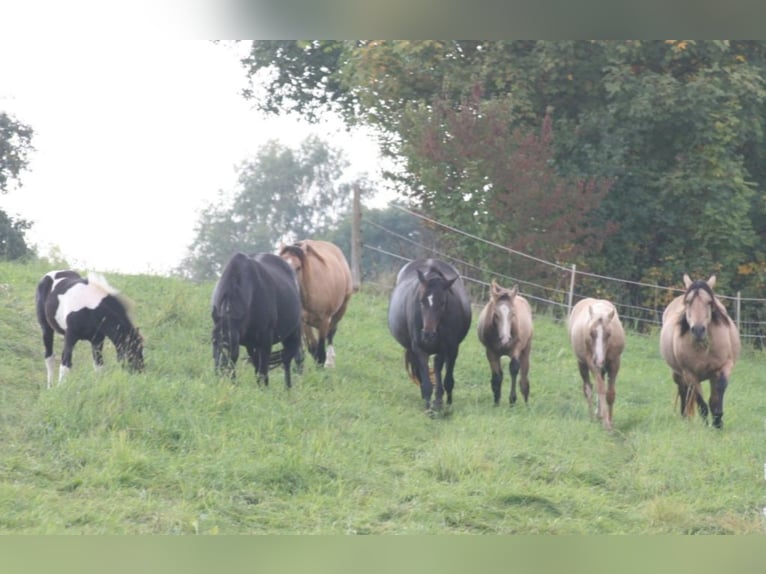 ARI Mustang Deckhengst Mustang (kanadisch) Hengst Buckskin in Maxsain