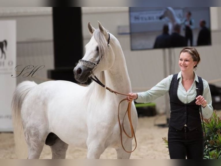 ARIAN SHAH Arabian horses Stallion in Bad Oldelsoe