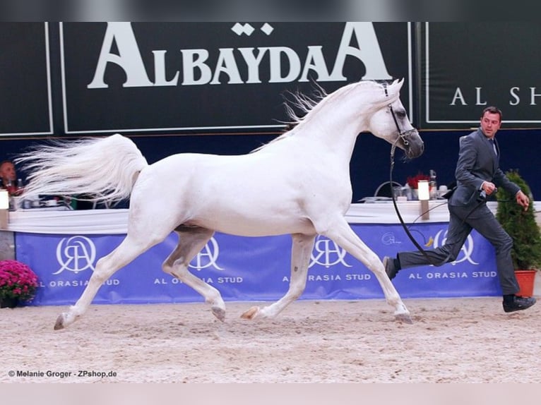 ARIAN SHAH Arabian horses Stallion Gray in Bad Oldelsoe