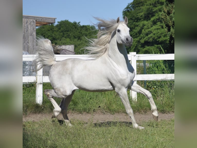 ARIAN SHAH Arabian horses Stallion Gray in Bad Oldelsoe