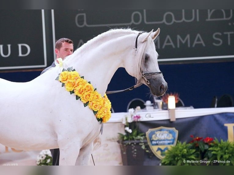 ARIAN SHAH Arabian horses Stallion Gray in Bad Oldelsoe