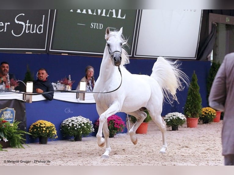 ARIAN SHAH Arabian horses Stallion Gray in Bad Oldelsoe