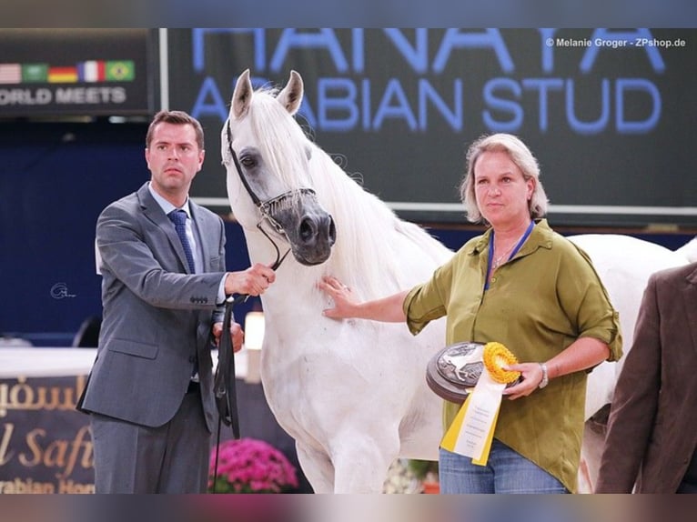 ARIAN SHAH Arabian horses Stallion Gray in Bad Oldelsoe