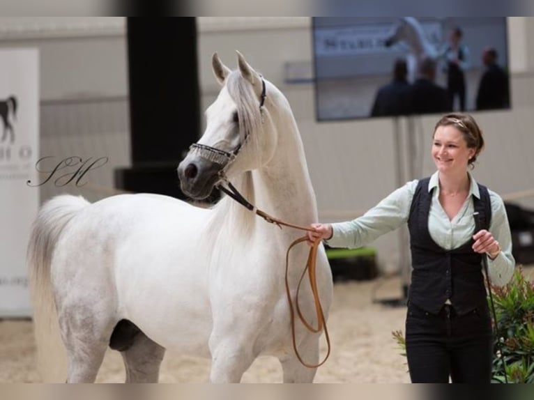 ARIAN SHAH Arabian horses Stallion Gray in Bad Oldelsoe