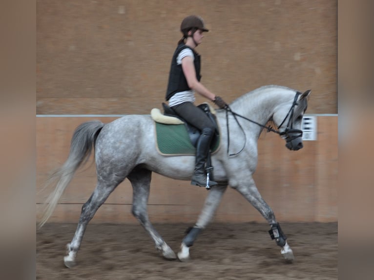 ARIAN SHAH Arabian horses Stallion Grey in Bad Oldelsoe
