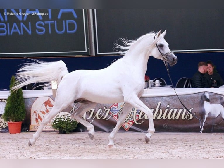ARIAN SHAH Arabian horses Stallion Grey in Bad Oldelsoe