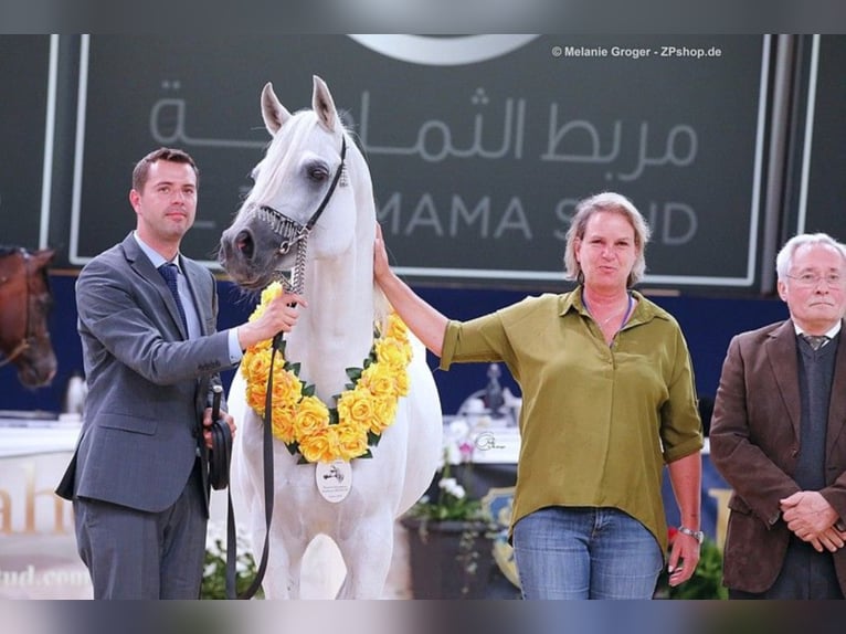 ARIAN SHAH Arabian horses Stallion Grey in Bad Oldelsoe